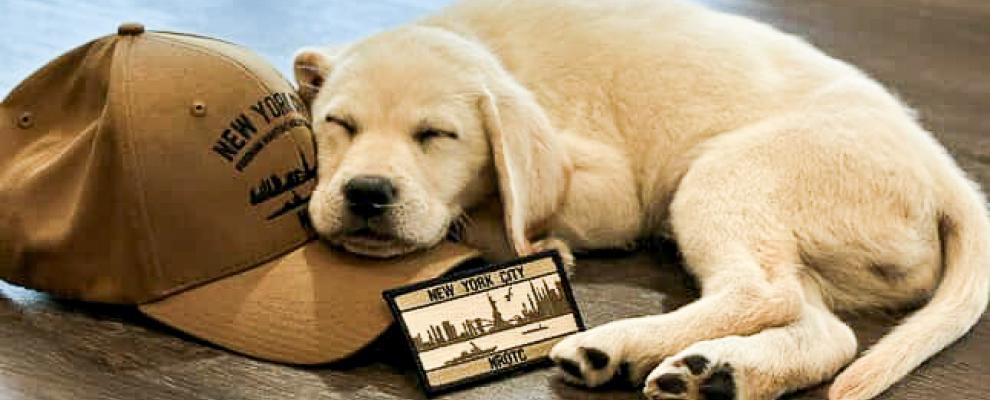 Paw-Fect Study Break Paw-Fect Study Break