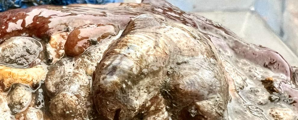 Maritime Students Help Restore NYC Waters Through Billion Oyster Project Partnership